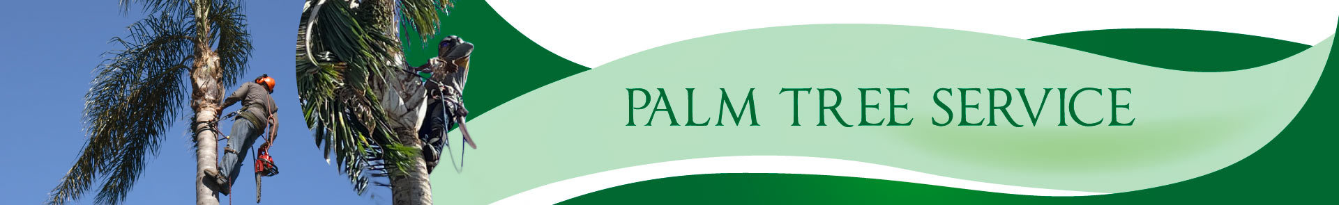 Palm Tree Service
