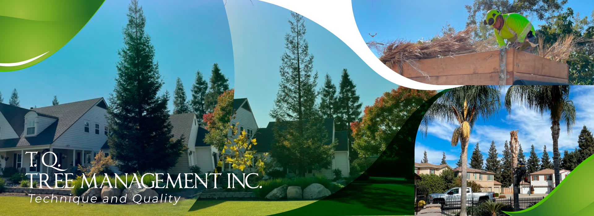 Palm Tree Service Near Me