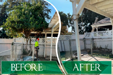 Tree Service Visalia