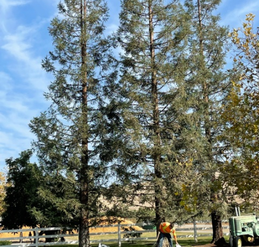 about T.Q. Tree Management Inc