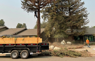 Tree Service Visalia
