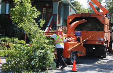 Tree Trimming Visalia