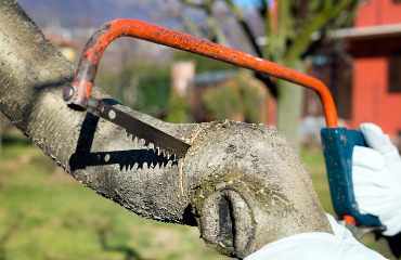 Tree Pruning Visalia