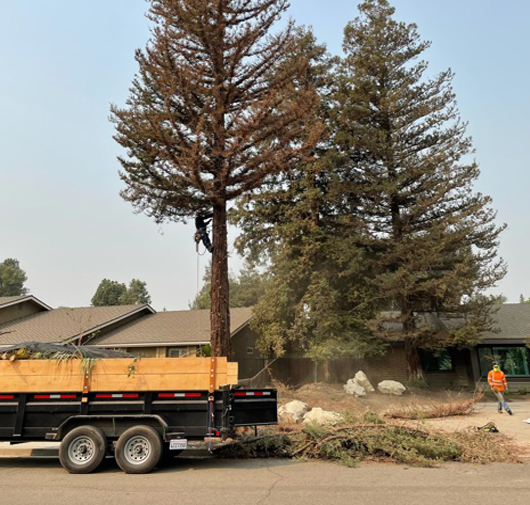 Tree Service - T.Q. Tree Management Inc