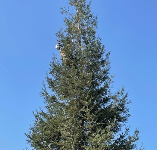 Tree Trimming - T.Q. Tree Management Inc
