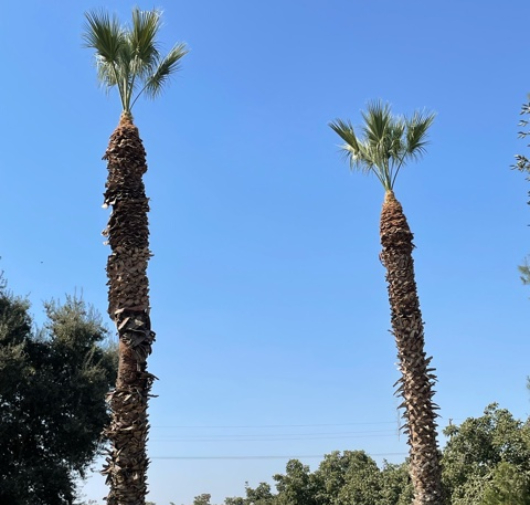 Tree Trimming - T.Q. Tree Management Inc