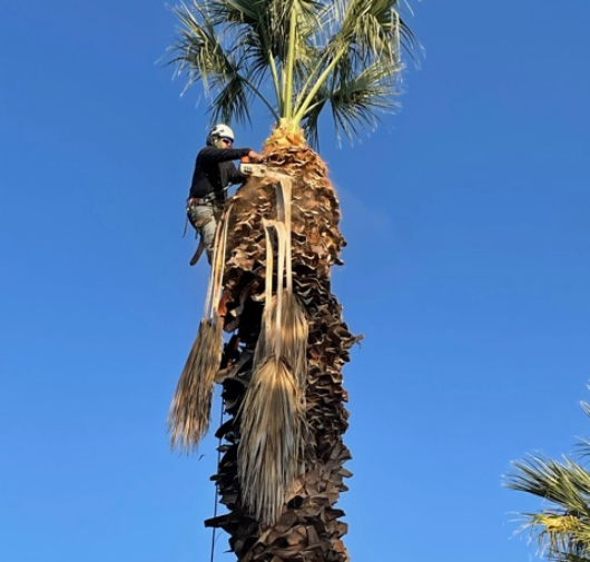 Tree Trimming - T.Q. Tree Management Inc