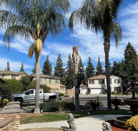 Tree Trimming - T.Q. Tree Management Inc