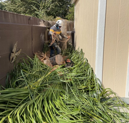 Tree Trimming - T.Q. Tree Management Inc