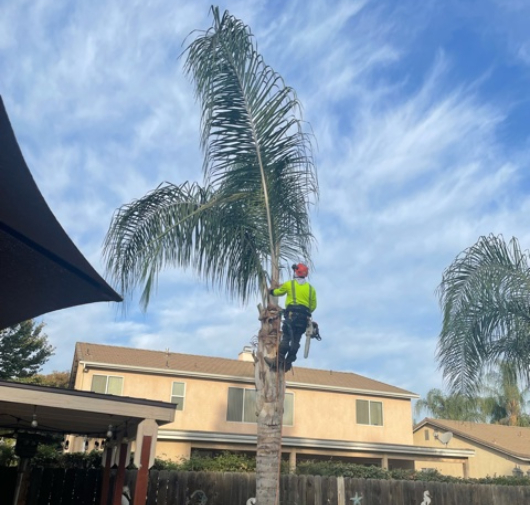 Tree Trimming - T.Q. Tree Management Inc