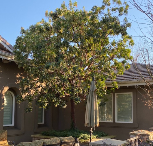 Tree Service - T.Q. Tree Management Inc