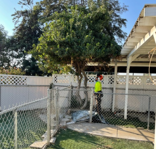 Tree Trimming - T.Q. Tree Management Inc