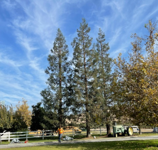 Tree Trimming - T.Q. Tree Management Inc