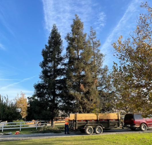 Tree Trimming - T.Q. Tree Management Inc