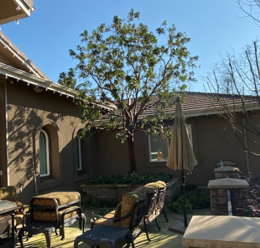 Tree Trimming - T.Q. Tree Management Inc