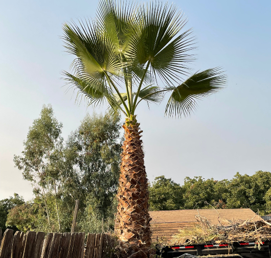 Palm Tree Service - T.Q. Tree Management Inc