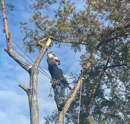 Tree Trimming - T.Q. Tree Management Inc