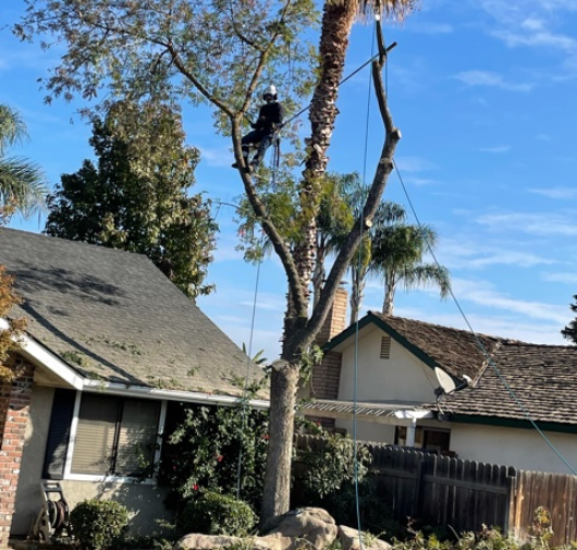 Tree Trimming - T.Q. Tree Management Inc