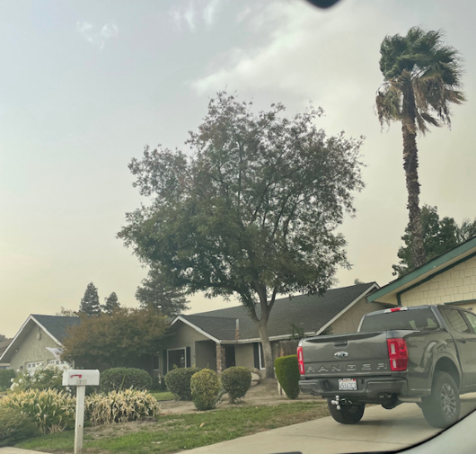 Tree Trimming - T.Q. Tree Management Inc