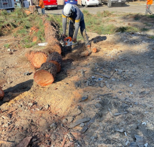 Tree Trimming - T.Q. Tree Management Inc