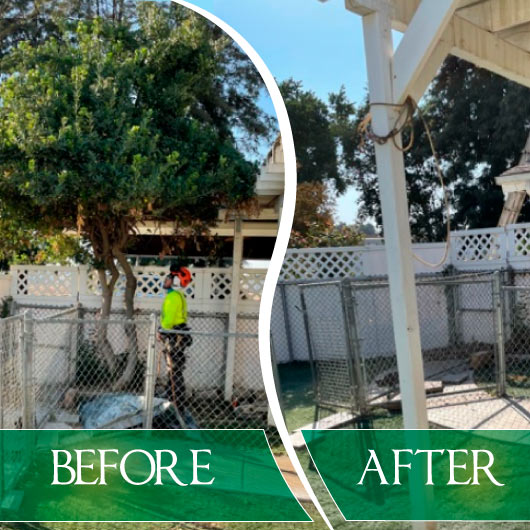Tree Service - T.Q. Tree Management Inc